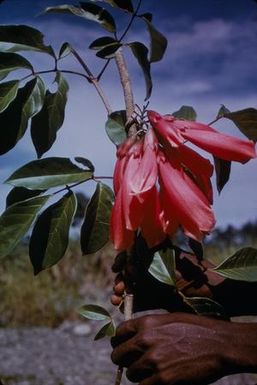 [Tecomanthe dendrophila close-up in Lae District, Papua New Guinea] BRIT-A-AR003-003-04-089