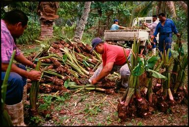 Harvesting talo for ear piercing ceremony, Niue