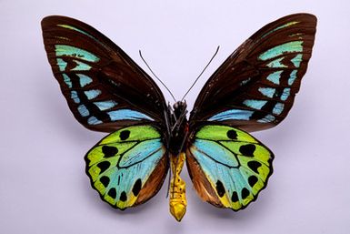 ["Troides priamus urvillianus (Guérin-Méneville, 1830) - mascul"]