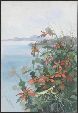 [Poinsettia and praying mantis], Papua New Guinea, 1916? / Ellis Rowan