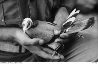 MILILAT, NEW GUINEA. 1944. A MEMBER OF THE 1ST PIGEON SECTION, HEADQUARTERS, 5TH DIVISION DEMONSTRATES THE SPECIAL PLASTIC MESSAGE CONTAINER ATTACHED TO THE LEG OF A PIGEON