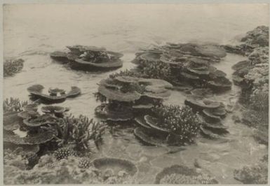 Coral garden, Apia, Samoa, approximately 1895 / Andrew