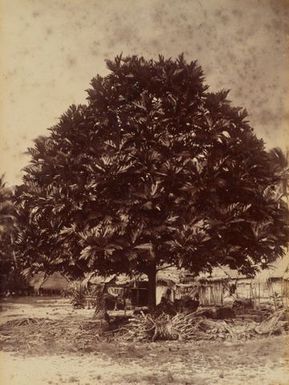 Bread fruit tree Nui. From the album: Views in the Pacific Islands