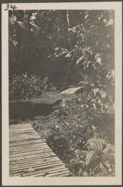 Timbered walkway in the Botanical Gardens, Rabaul, New Britain Island, Papua New Guinea, approximately 1916