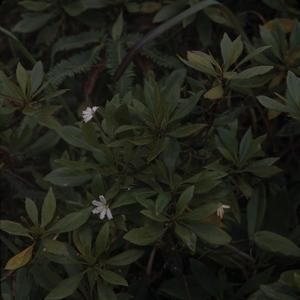 [Scaevola gaudichaudiana close-up on Kauai Island, United States]