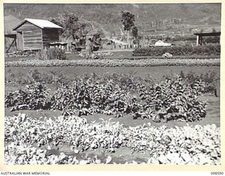 WAU, NEW GUINEA. 1945-10-17. SEEDLING BEDS AT THE FARM OPERATED BY MEMBERS OF 5 INDEPENDENT FARM PLATOON. NATIVE IN THE BACKGROUND IS PREPARING A NEW BED. THE FARM IS SITUATED IN THE WAU VALLEY ..