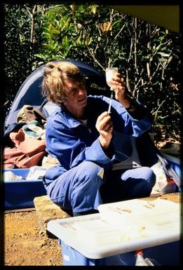 Team member processing skink specimens in field