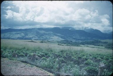 Kudjip area with casuarinas and sweet potato gardens (1) : Waghi Valley, Papua New Guinea, 1954 / Terence and Margaret Spencer