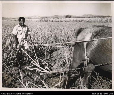 Cultivating cane