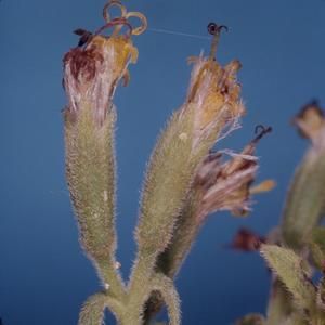 [Dubautifolia close-up from Kōkeʻe State Park, United States]