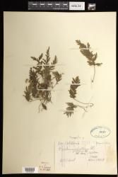 Hymenophyllum pallidum