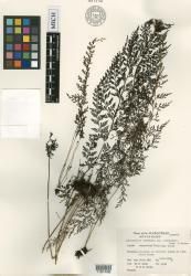 Sphenomeris chinensis var. tenuisecta