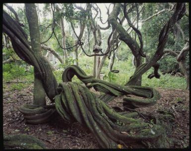 Vine, Wakaya, Fiji, 1994, 1 / Peter Dombrovskis