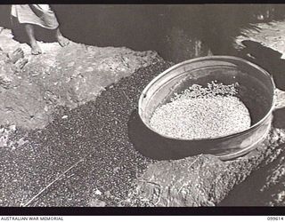 AIYURA, NEW GUINEA, 1946-01-09. COFFEE BEANS AFTER PULPING AT THE BRECHIN PLANTATION, AUSTRALIAN NEW GUINEA ADMINISTRATIVE UNIT EXPERIMENTAL STATION