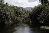 French Polynesia, dense jungle growing along waterway on Tahiti Island