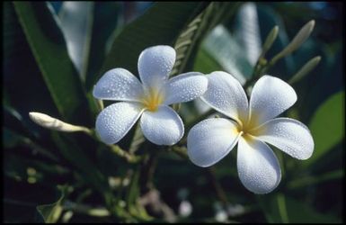 Frangipani and leaves