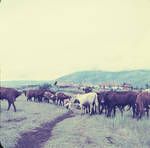 Government livestock station, Baiyer River, [Papua New Guinea], 1956