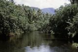 French Polynesia, dense jungle growing along waterway on Tahiti Island