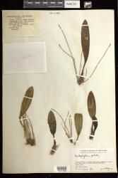 Bulbophyllum indet