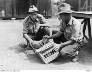 LAE, NEW GUINEA. 1944-06-09. A PIGEON ABOUT TO BE RELEASED FOR A TRAINING TOSS FROM A FOUR BIRD TYPE BASKET AT HEADQUARTERS 1ST PIGEON SECTION, LAE. IDENTIFIED PERSONNEL ARE:- WX39307 CORPORAL A.C. ..