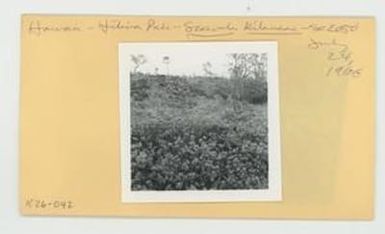 [Scaevola kilaueae in Hawaii, envelope IE26-042]
