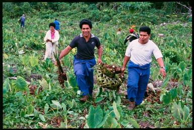 Harvesting talo for ear piercing ceremony, Niue