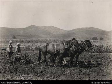 Rarawai Tenant Farms