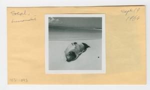 [Seal in Hawaii, envelope IE31-093]