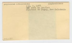 [Asplenium adiantoides in New Caledonia, envelope IE41-184]
