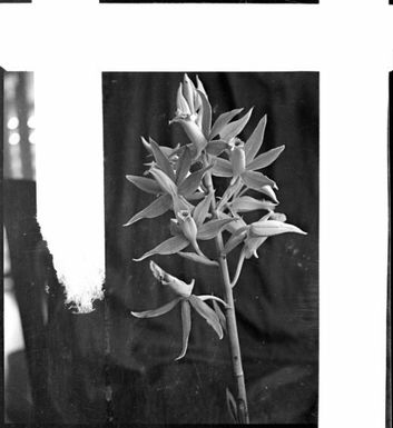 New Guinea orchid, Rabaul, New Guinea, ca. 1936 / Sarah Chinnery
