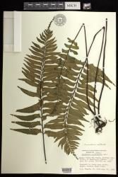 Hymenasplenium unilaterale