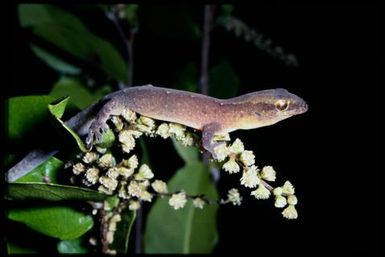 Gecko sp.