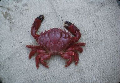 Crab - Niue