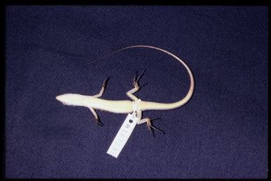 Specimen (ventral)