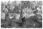 Harvesting 'ufi lei toutu'u of the Free Wesleyan Church at Pōme'e