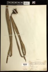 Haplopteris scolopendrina