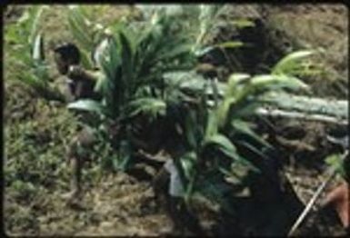 Men walking with what appears to be bundled taro pudding for presentation