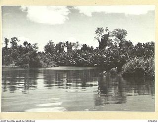 MOTUPINA POINT AREA, BOUGAINVILLE ISLAND. 1945-01-20. LOOKING FROM THE POSITION OCCUPIED BY THE 2ND FIELD REGIMENT ACROSS THE TAVERA RIVER SHOWING THE TYPE OF UNDERGROWTH WHICH THRIVES IN THE AREA