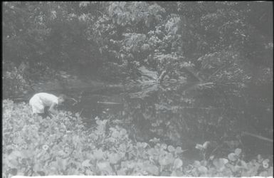 Looking for anopheline mosquito larvae (4) : Nissan Island, Papua New Guinea, 1960 / Terence and Margaret Spencer