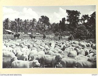 MILNE BAY, NEW GUINEA, 1944-01-11. A PORTION OF THE FLOCK OF SHEEP AT THE SLAUGHTER YARDS OF NO.1 PLATOON 2/1ST FIELD BUTCHERY COMPANY WITH MEMBERS OF THE UNIT MOUNTED IN THE BACKGROUND