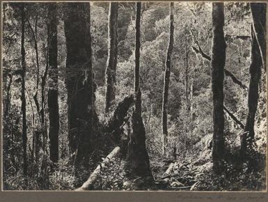 Vegetation on Mount Tafa at 8000 ft., [Papua New Guinea] Frank Hurley
