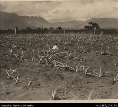 Trial plot No.3 on sea side of Lautoka to Nadi tramline