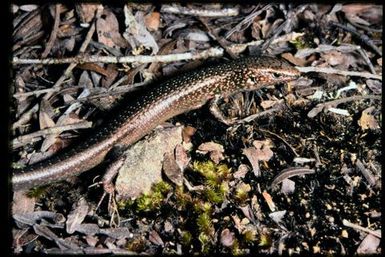 Skink sp.