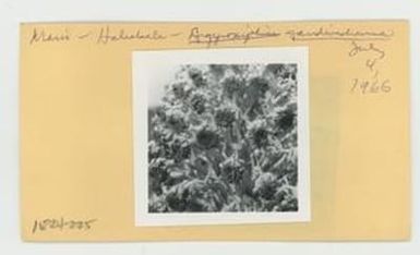 [Argyroxiphium sandwicense in Hawaii, envelope IE24-225]