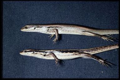 2 specimens (lateral)