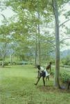 Workers tidying the garden at Garaina Tea Plantation