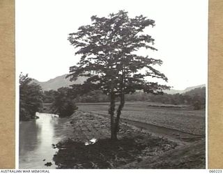 12 MILES, LALOKI RIVER, NEW GUINEA. 1943-11-15. LOOKING ALONG THE FERTILE RIVER FLATS OF THE LALOKI RIVER WHERE THE 3RD AUSTRALIAN FARM COMPANY, AUSTRALIAN ARMY SERVICE CORPS IS WORKING ..