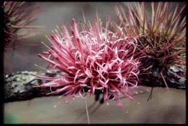 Mistletoe on Casuarina