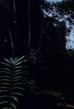 [Unidentified leaf in Espiritu Santo, Vanuatu]