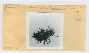 [Adenophorus haalilioanus in Hawaii, envelope IE27-118]